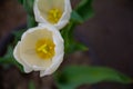 White tulips